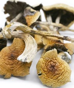 Golden Teacher
