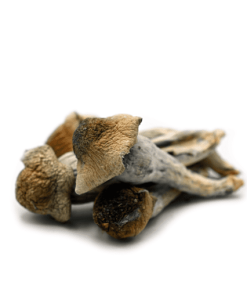 Penis Envy mushroom